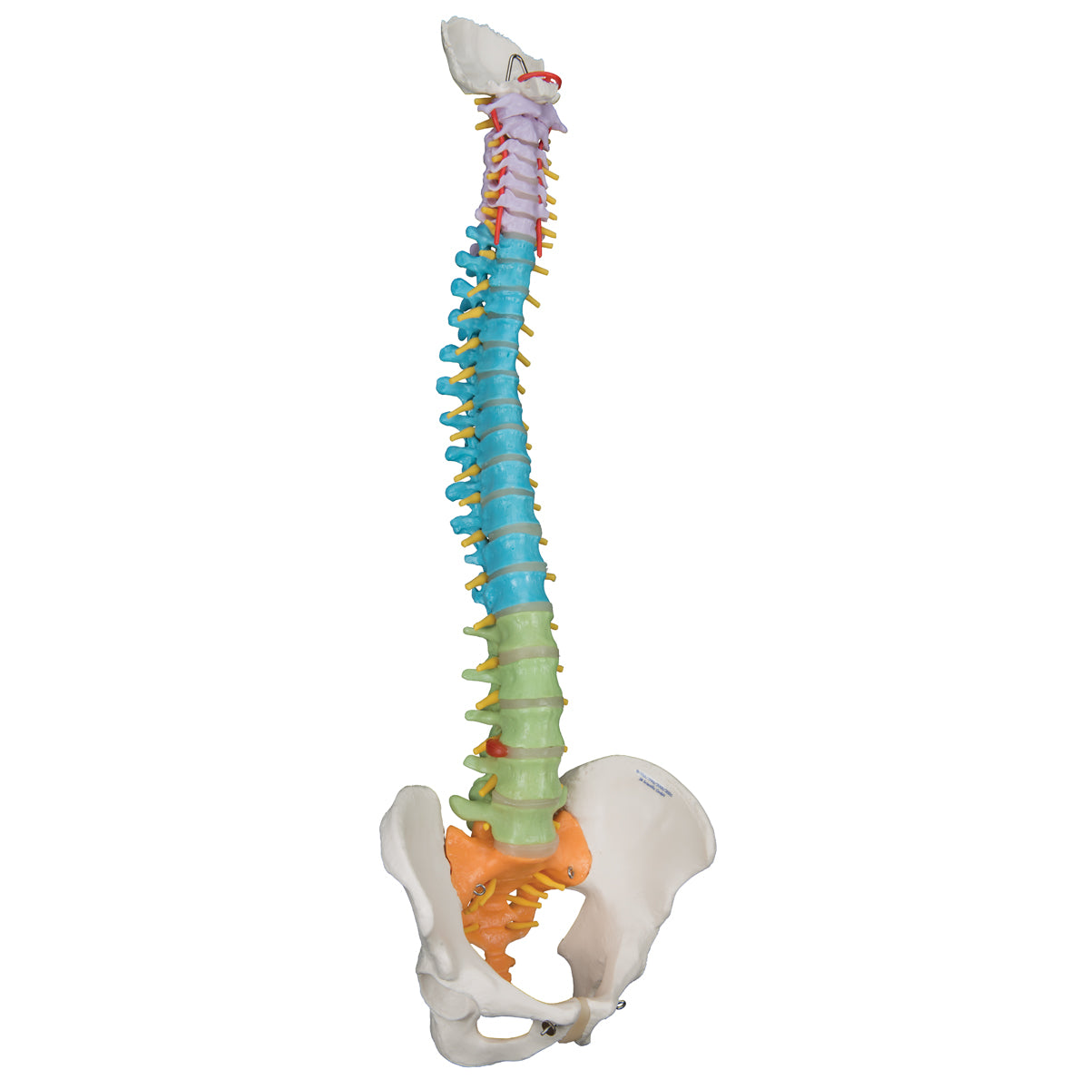 Didactic Flexible Human Spine Model