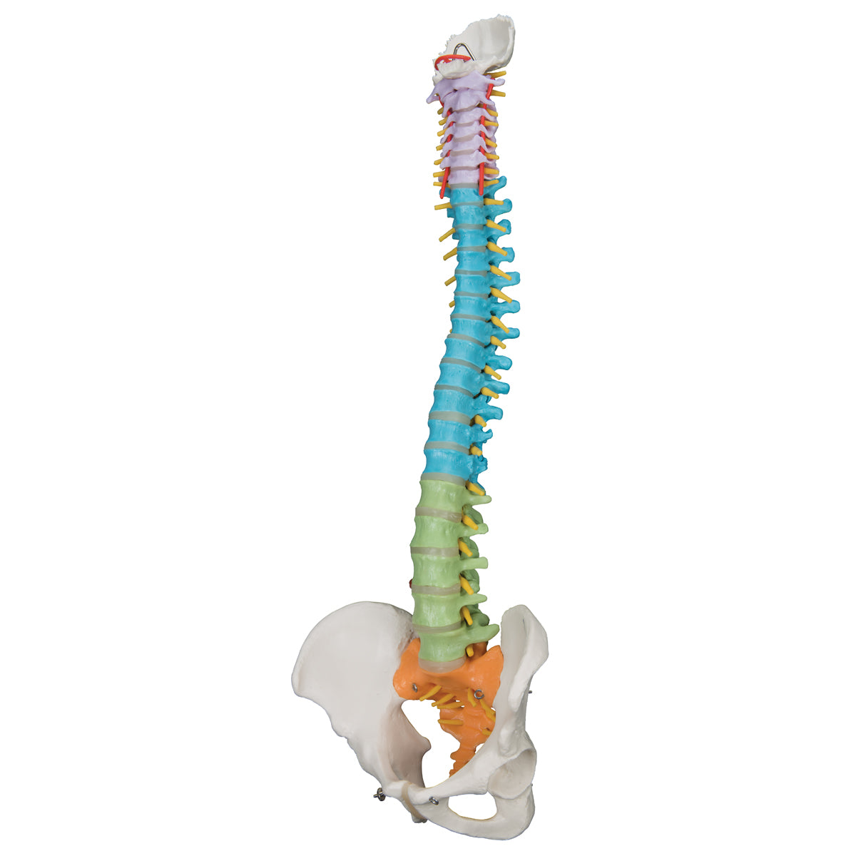 Didactic Flexible Human Spine Model