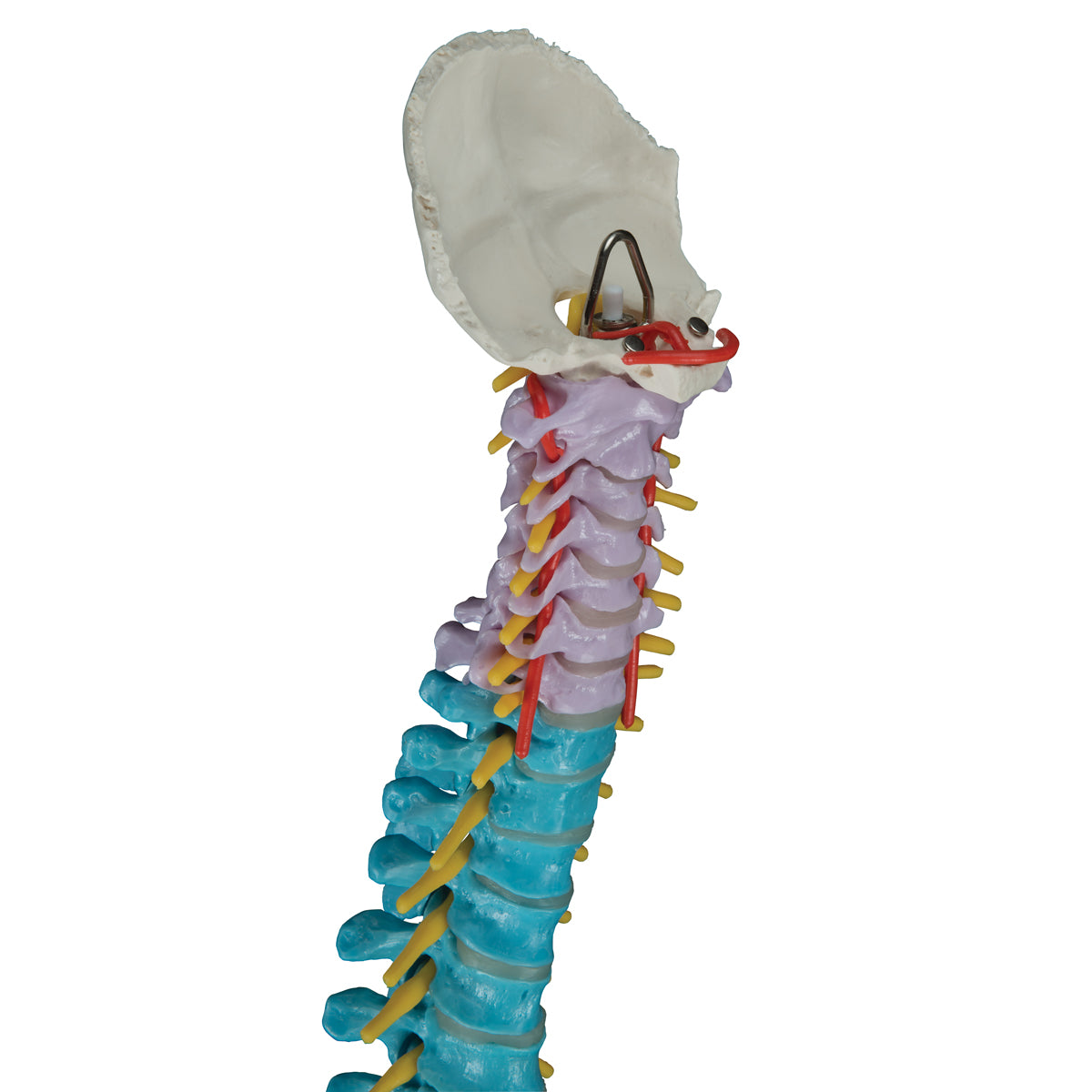 Didactic Flexible Human Spine Model