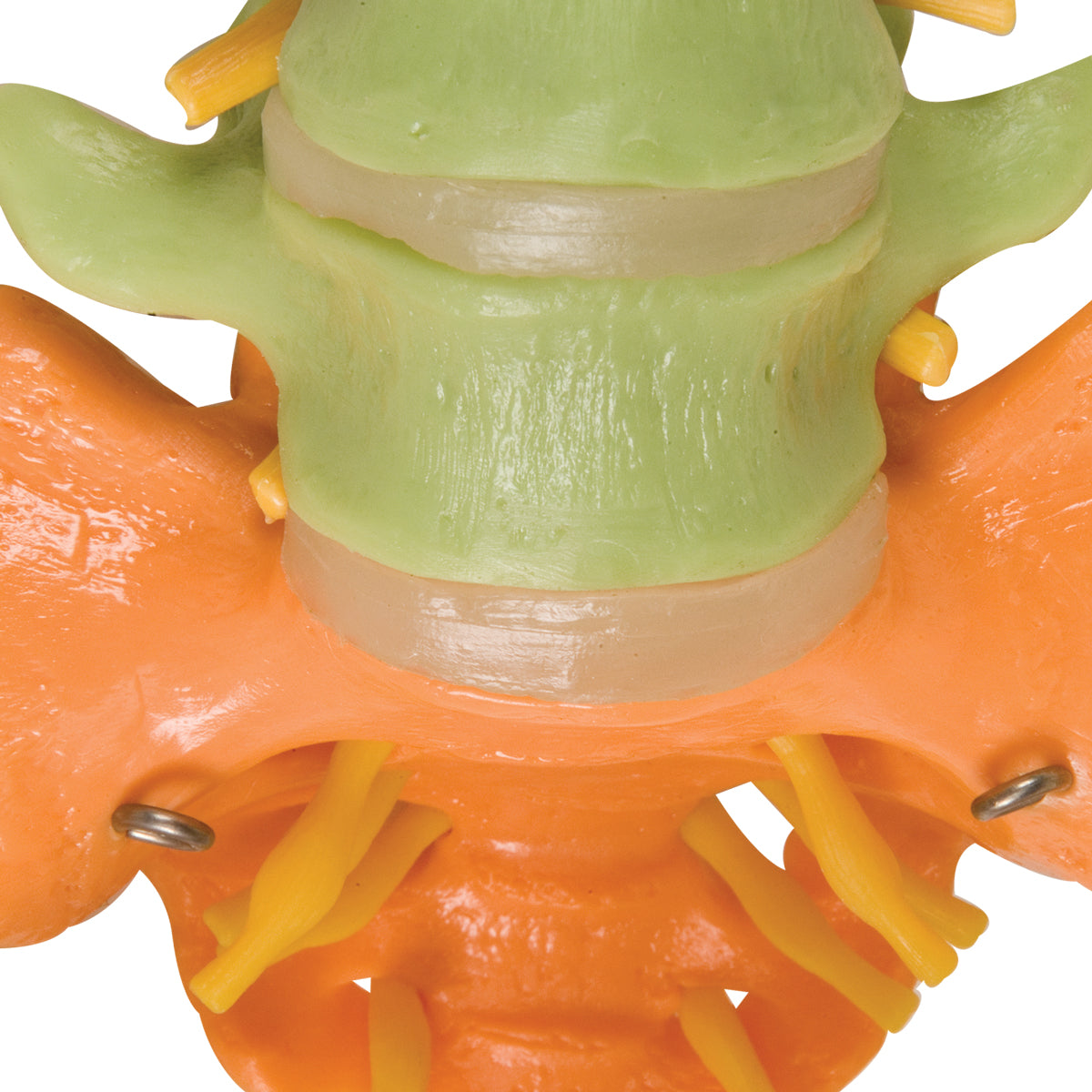 Didactic Flexible Human Spine Model