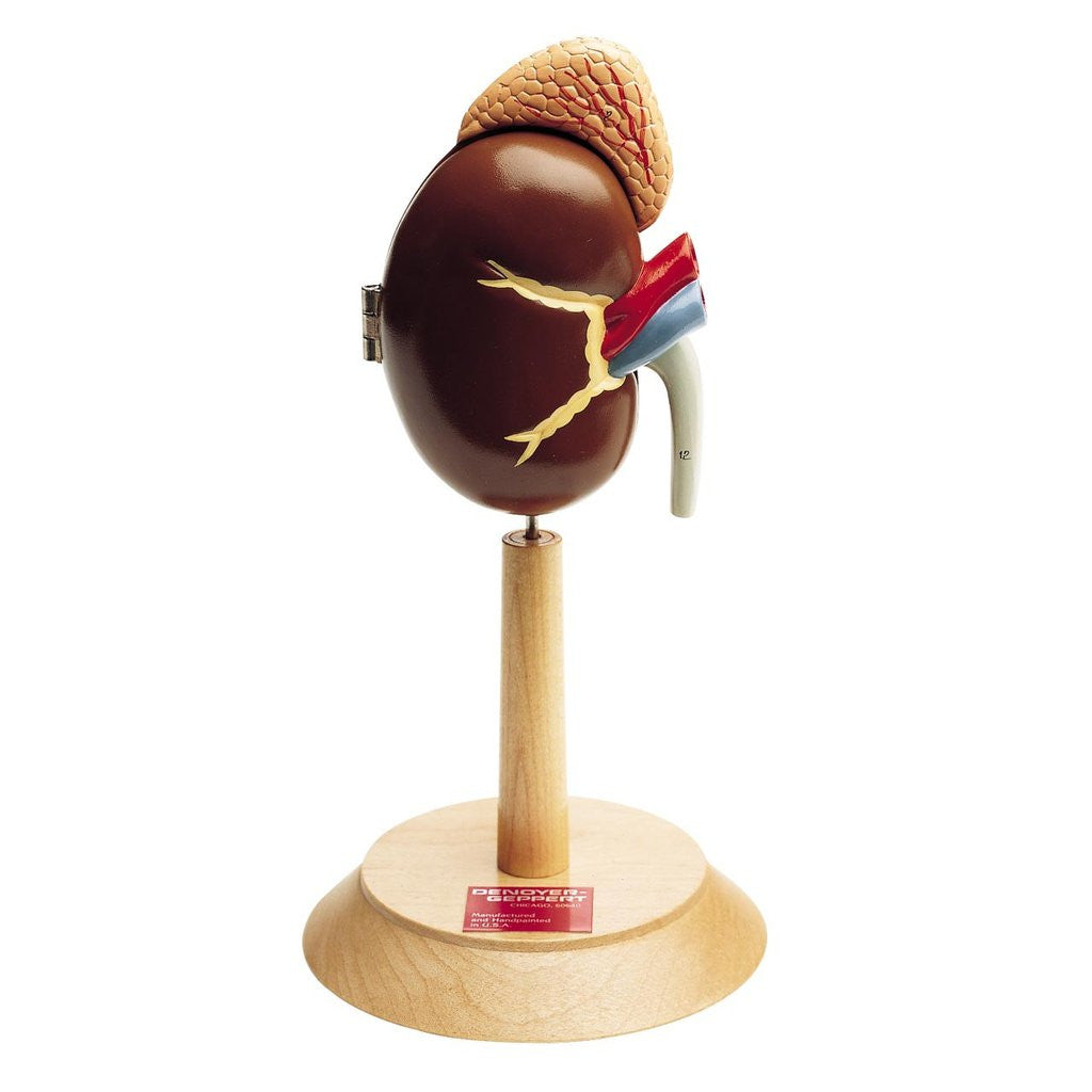 0148-00  Right Kidney and Adrenal Gland