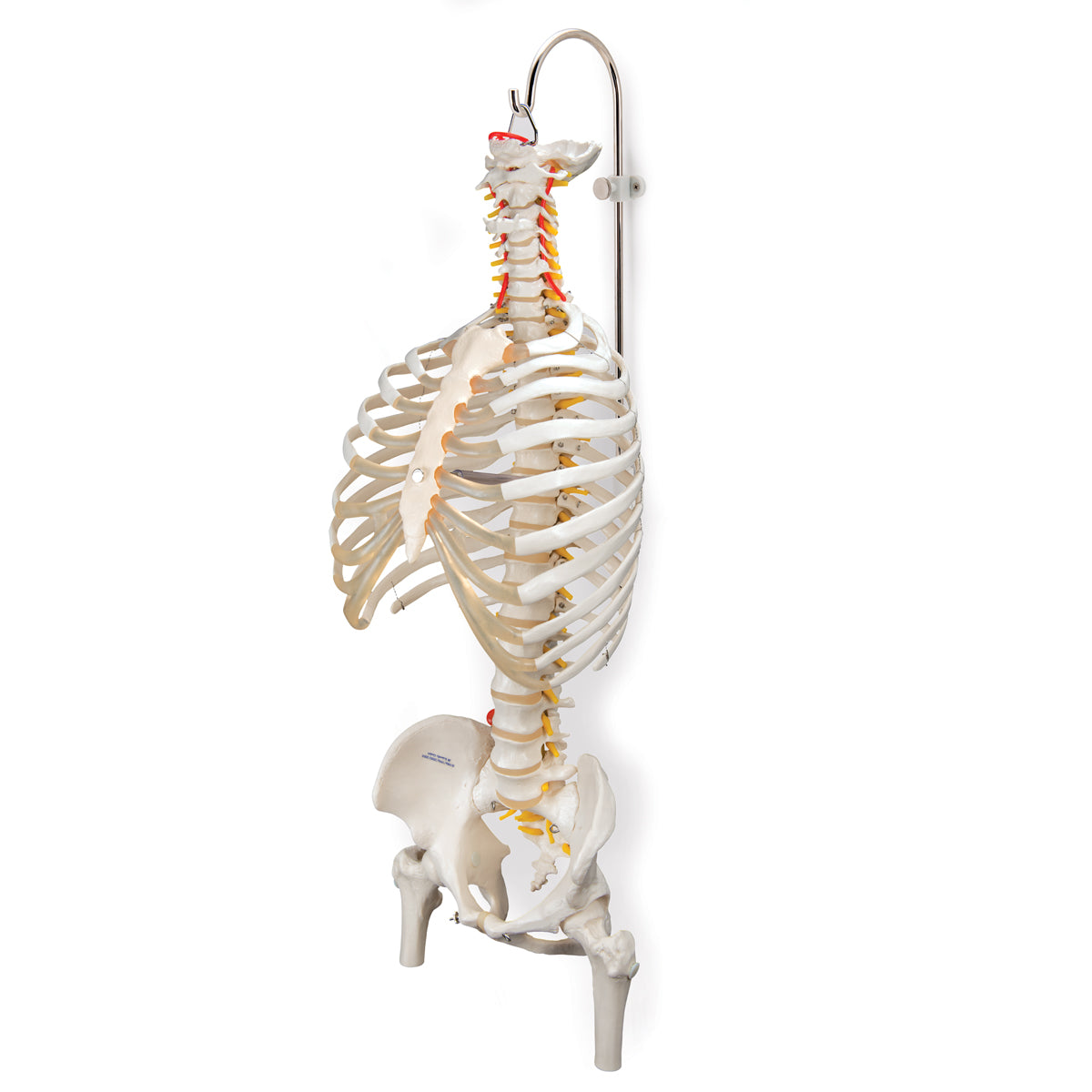 Stand for Spinal Columns and Skeletons, 3 part