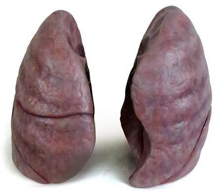 0193-00 Human Lungs Naturalistic
