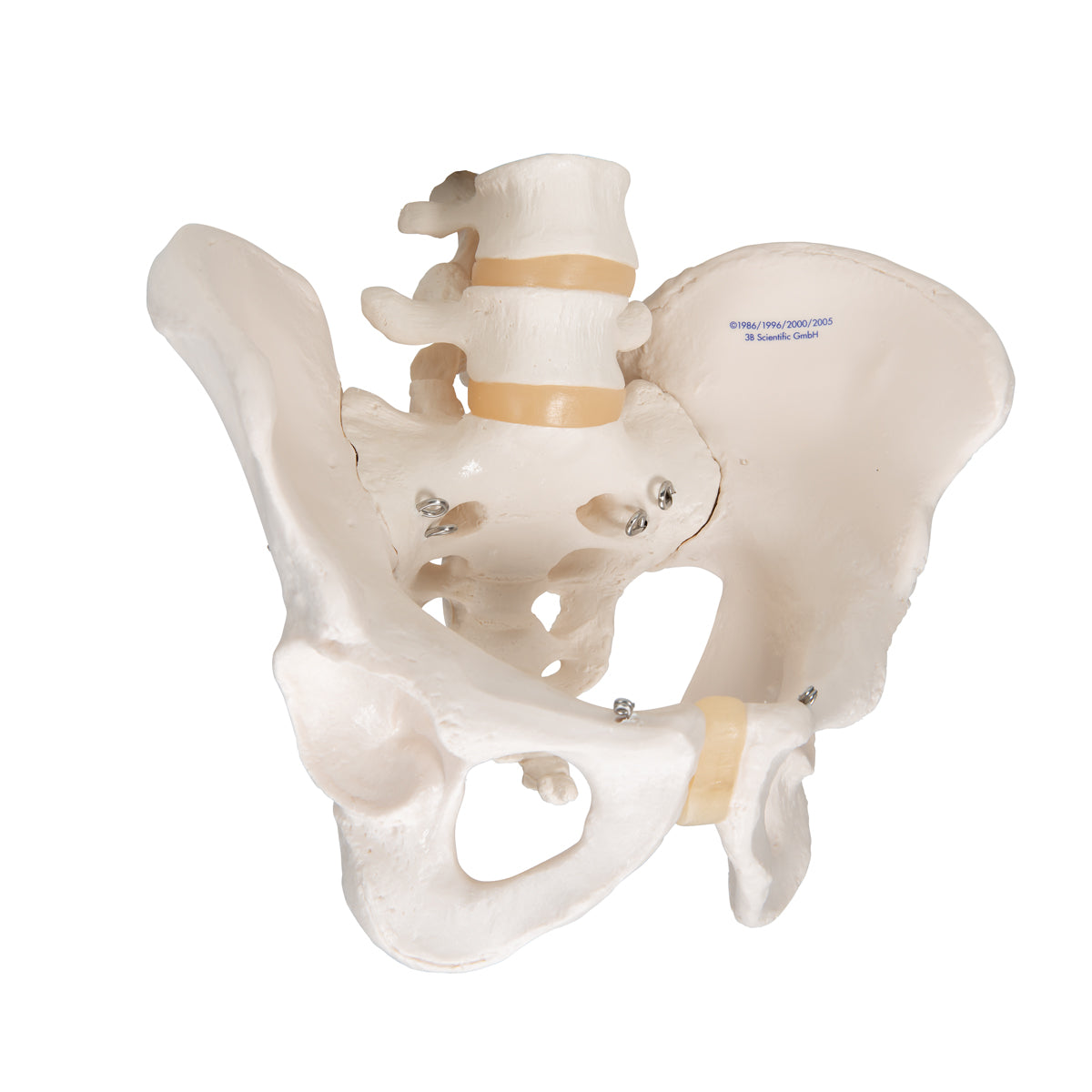 Pelvic Skeleton, Male - 3B Scientific A60, view 2