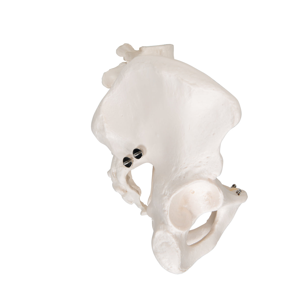 Pelvic Skeleton, Male - 3B Scientific A60, view 3
