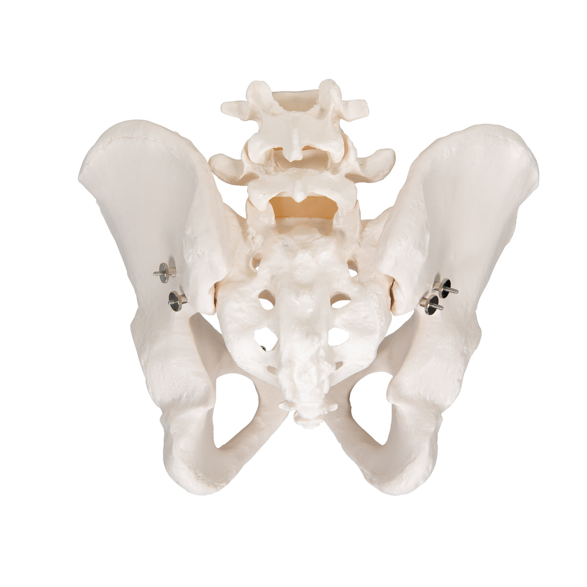 Pelvic Skeleton, Male - 3B Scientific A60, view 4