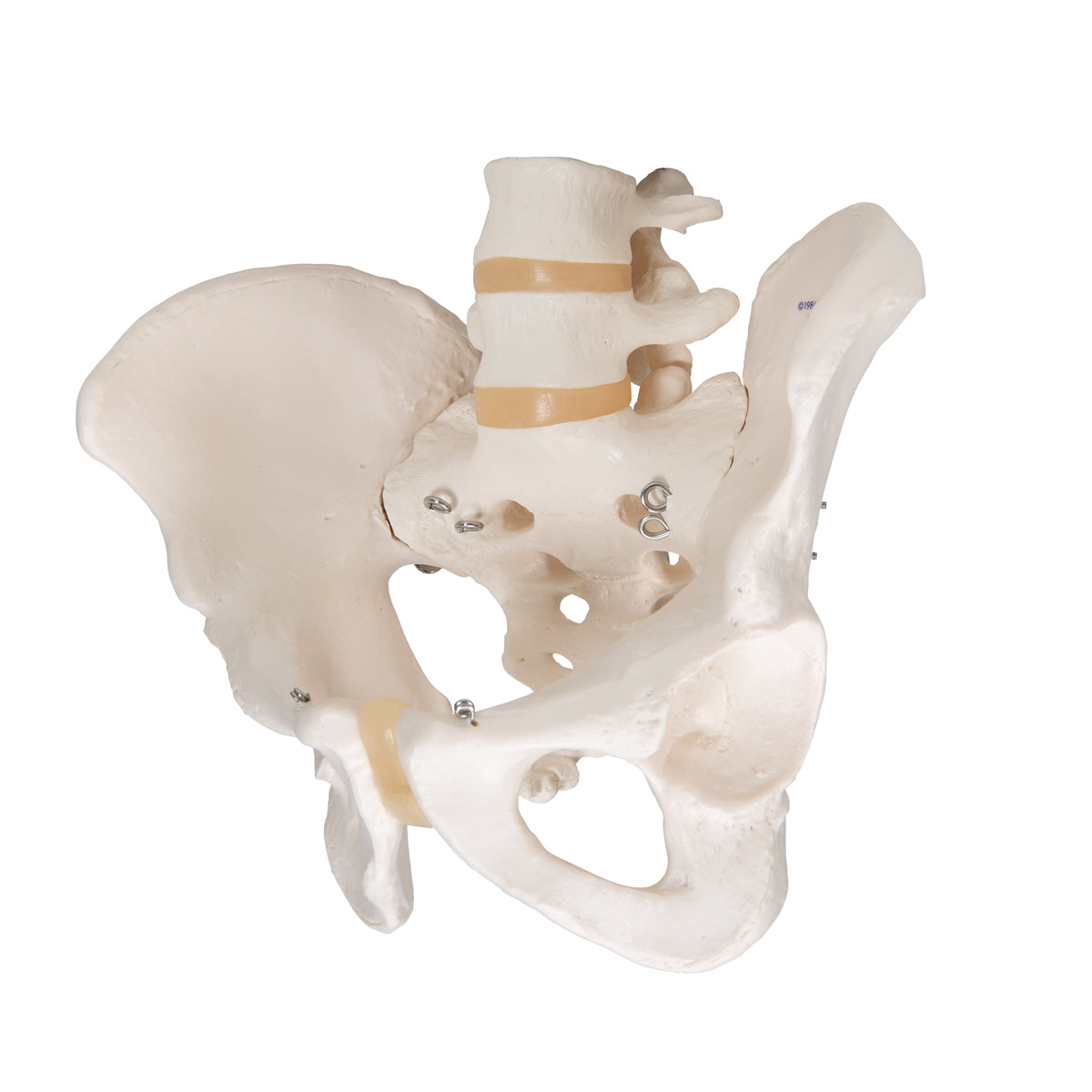 Pelvic Skeleton, Male - 3B Scientific A60, view 5