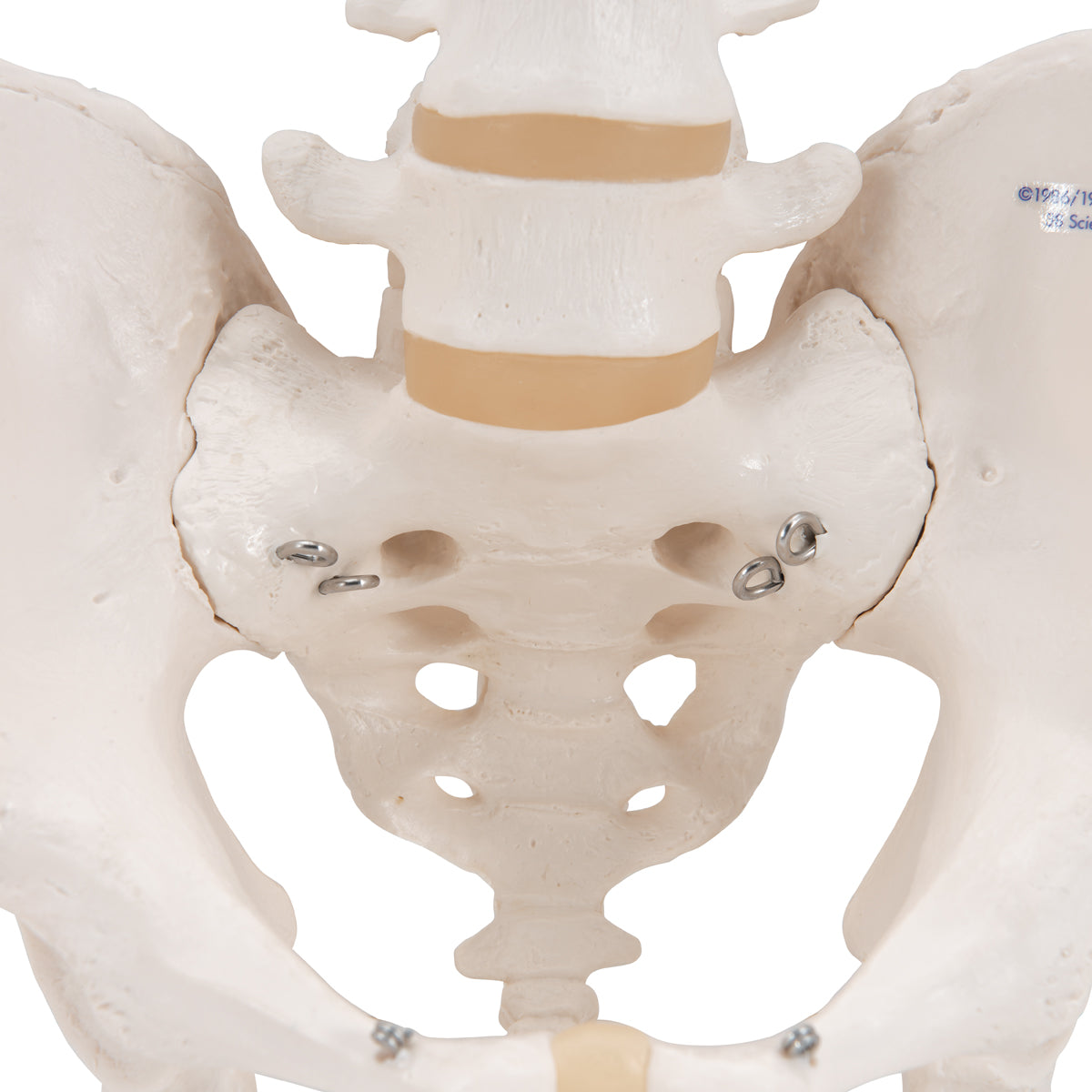 Pelvic Skeleton, Male - 3B Scientific A60, view 6