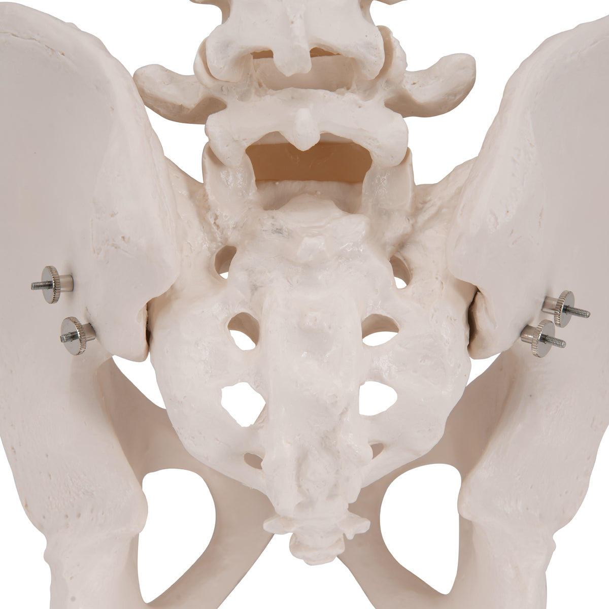 Pelvic Skeleton, Male - 3B Scientific A60, view 7