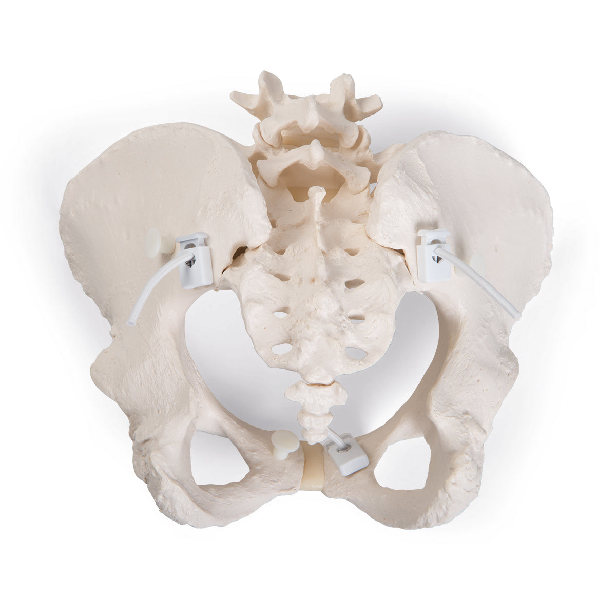 Flexible Human Female Pelvis Model, Flexibly Mounted
