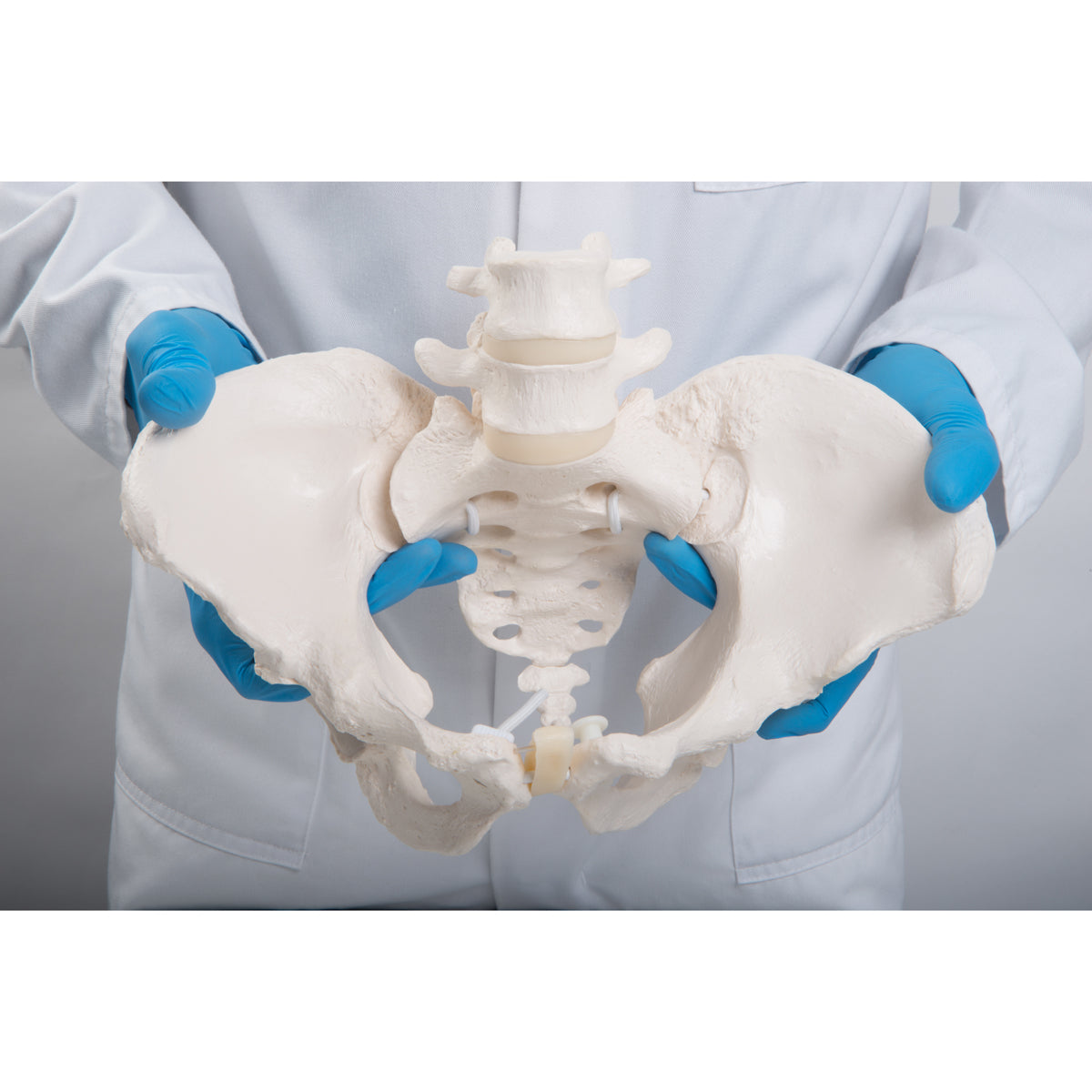 Flexible Human Female Pelvis Model, Flexibly Mounted
