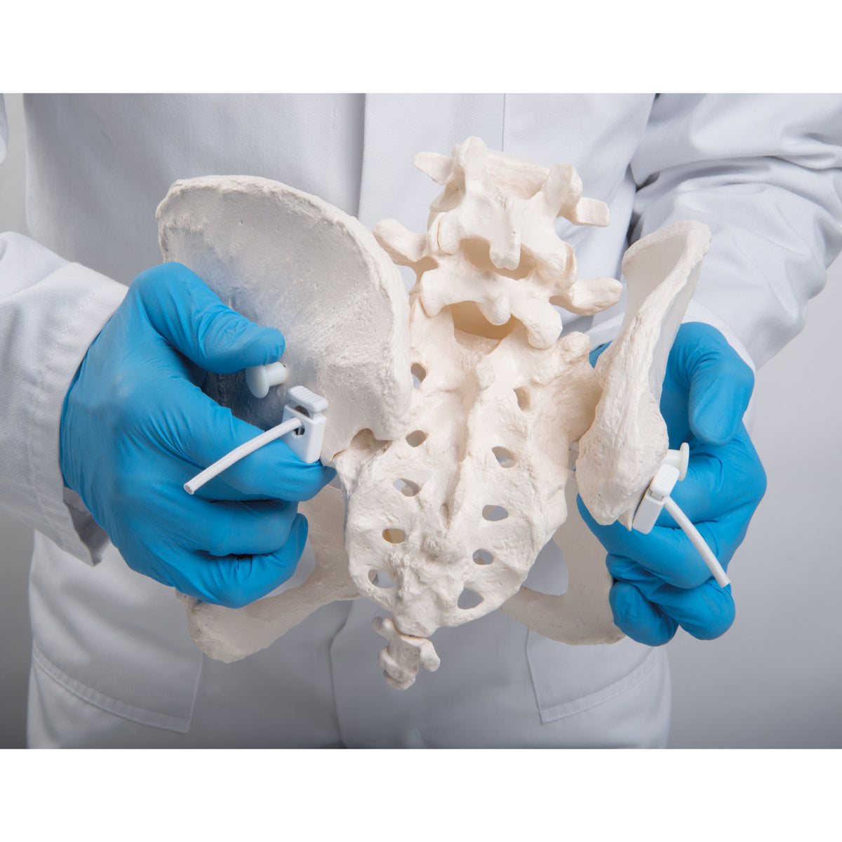 Flexible Human Female Pelvis Model, Flexibly Mounted