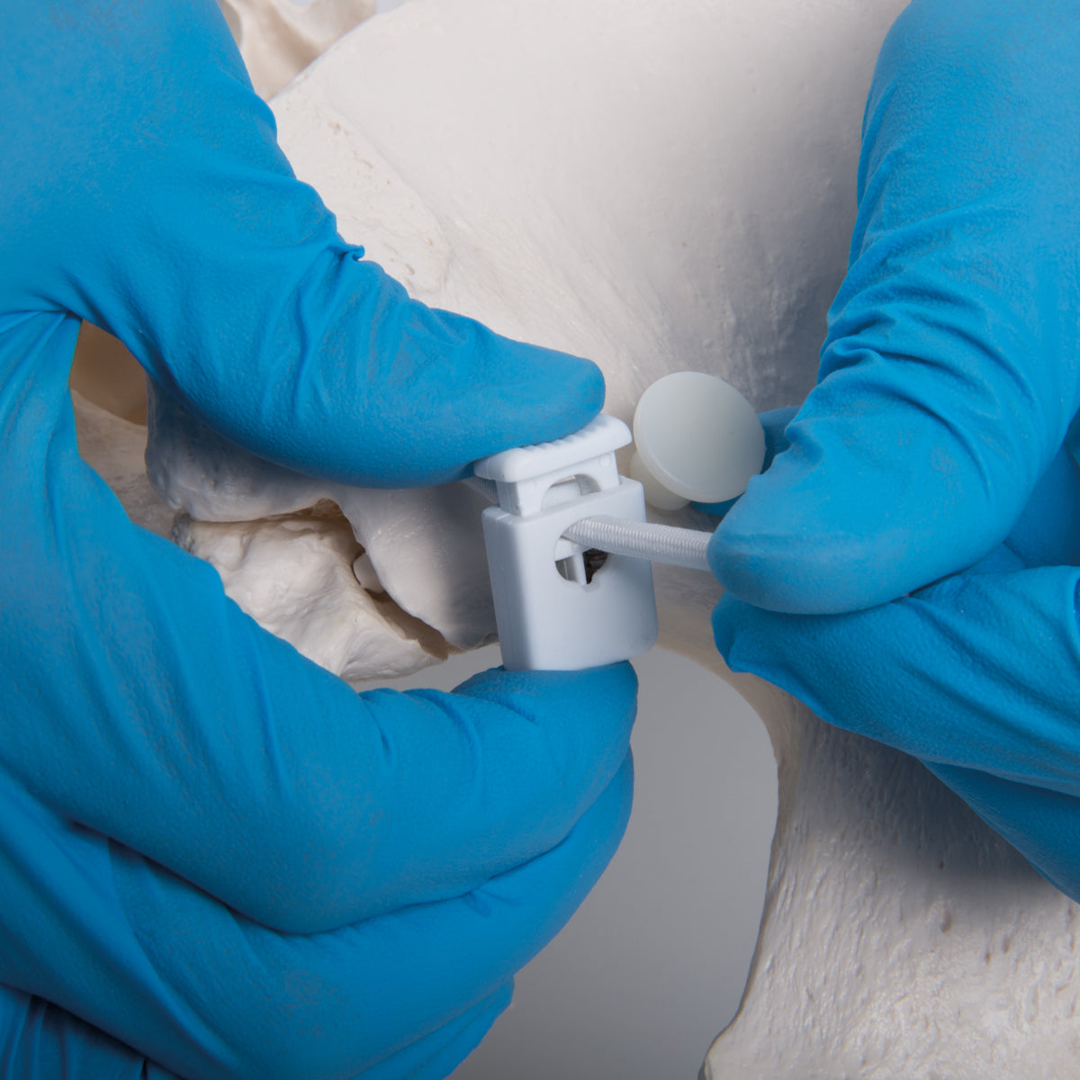 Flexible Human Female Pelvis Model, Flexibly Mounted