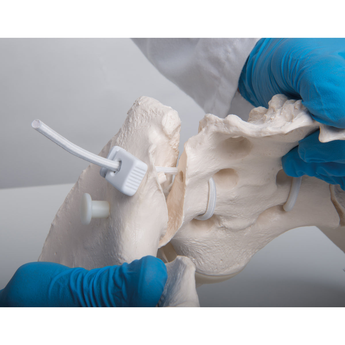Flexible Human Female Pelvis Model, Flexibly Mounted