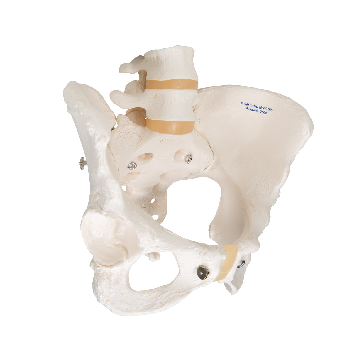 Human Female Pelvic Skeleton Model - 3B Scientific A61, view 2