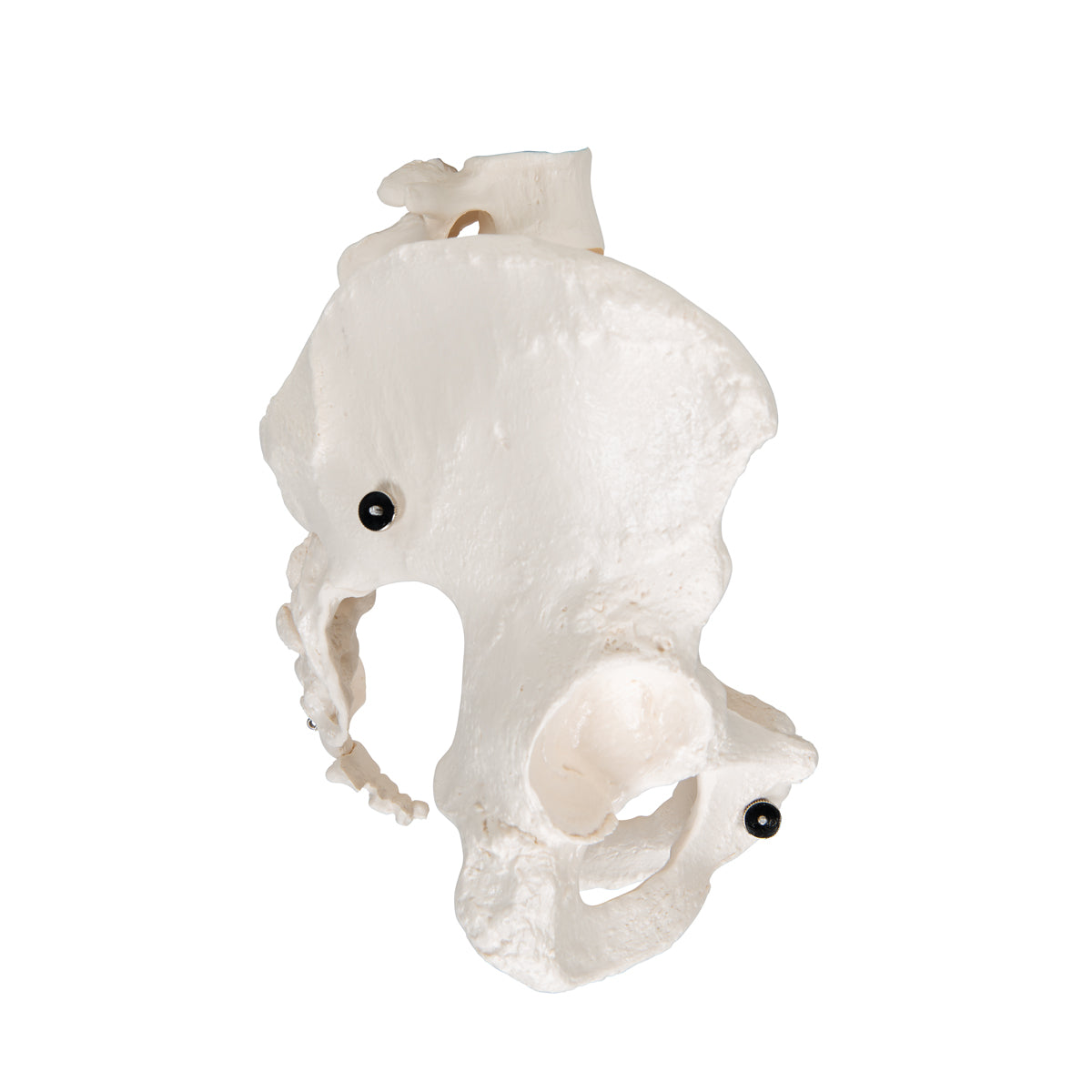Human Female Pelvic Skeleton Model - 3B Scientific A61, view 3