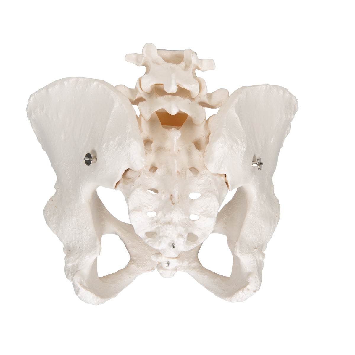 Human Female Pelvic Skeleton Model - 3B Scientific A61, view 4