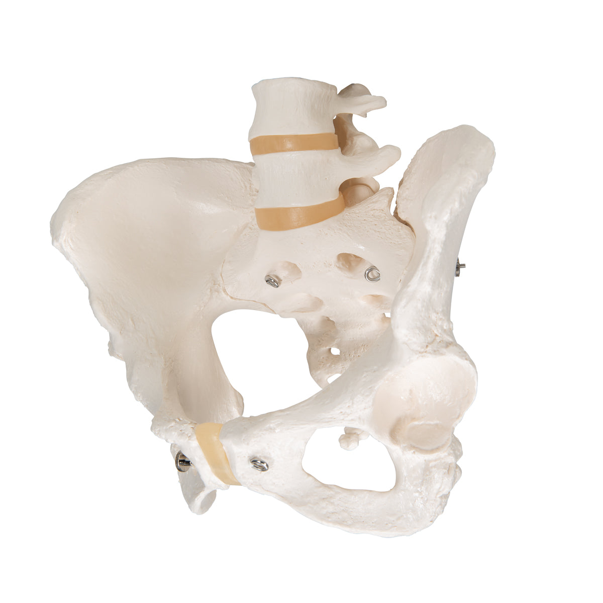 Human Female Pelvic Skeleton Model - 3B Scientific A61, view 5