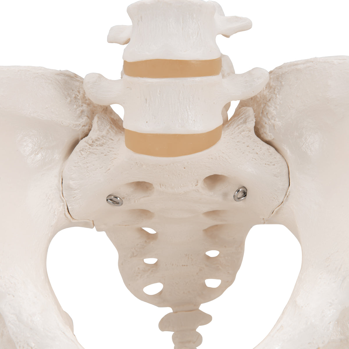 Human Female Pelvic Skeleton Model - 3B Scientific A61, view 6