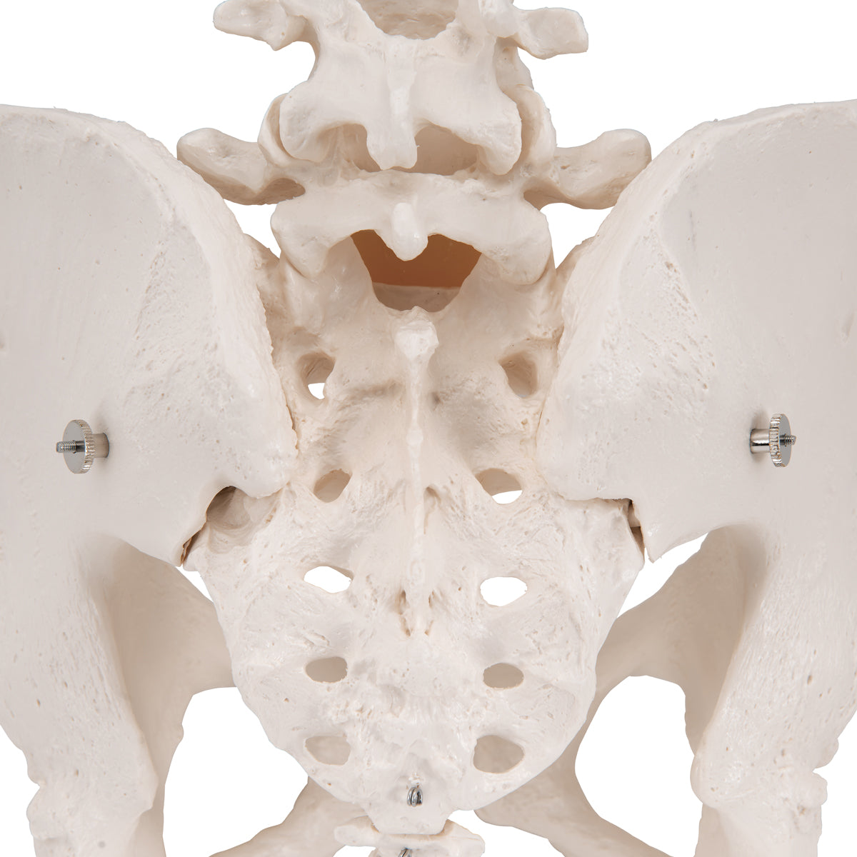 Human Female Pelvic Skeleton Model - 3B Scientific A61, view 7