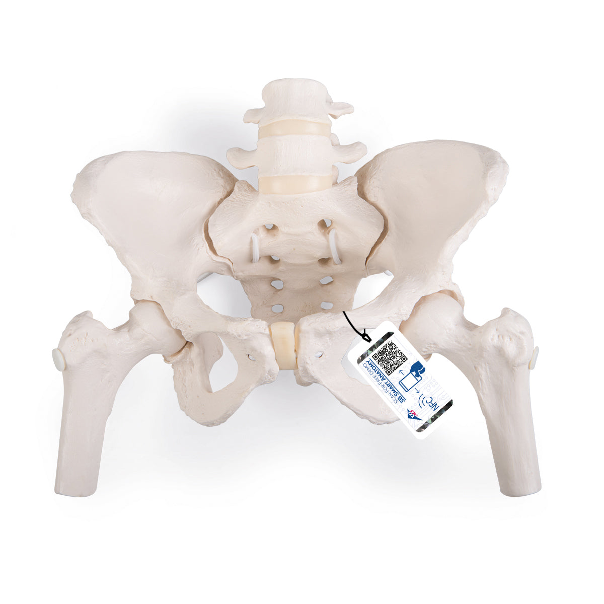 Flexible Human Female Pelvis Model with Femur Heads