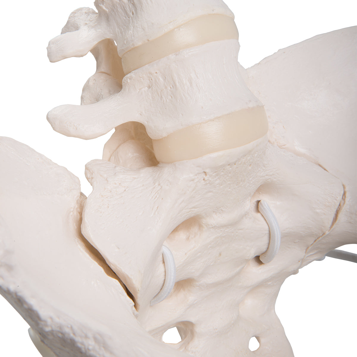 Flexible Human Female Pelvis Model with Femur Heads
