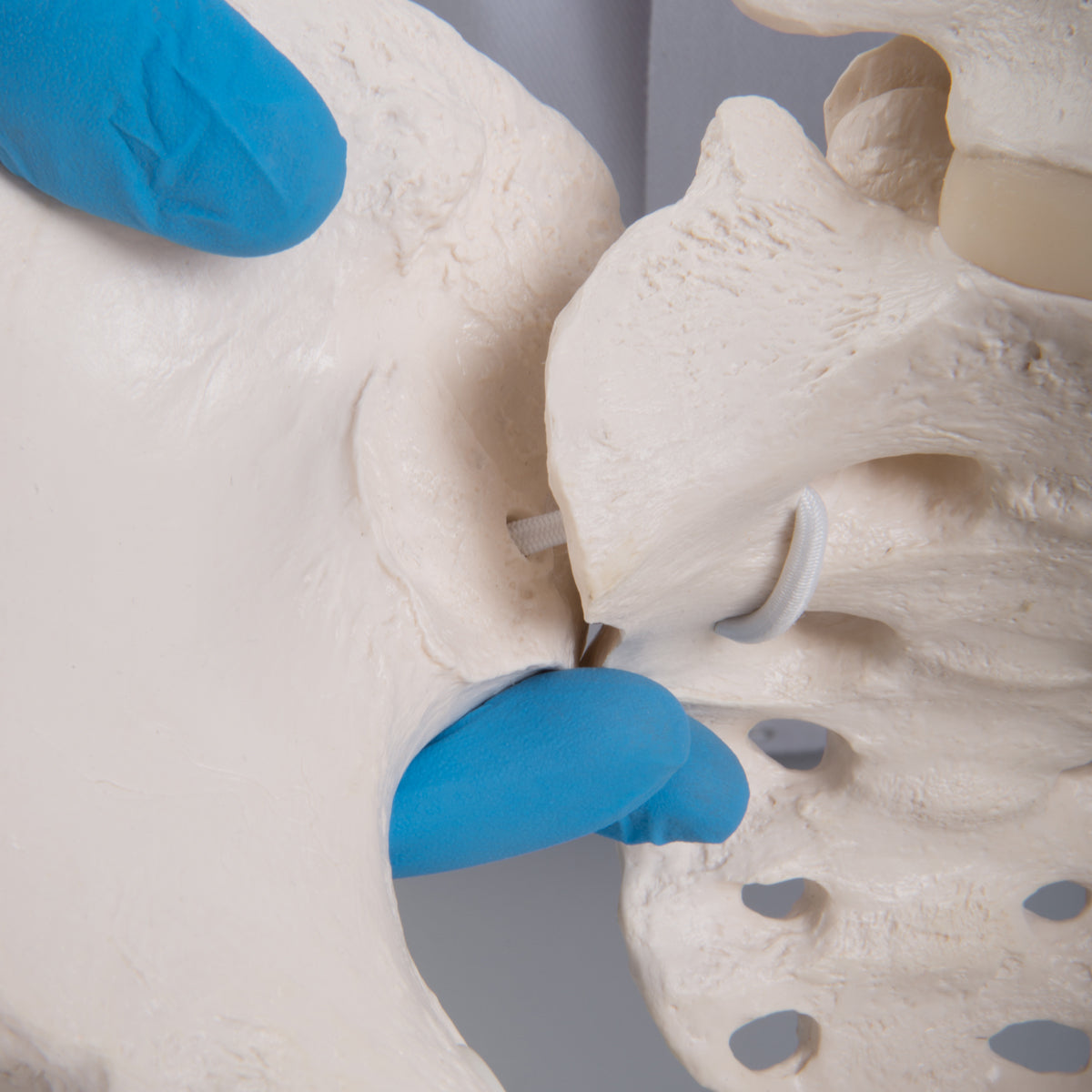 Flexible Human Female Pelvis Model with Femur Heads