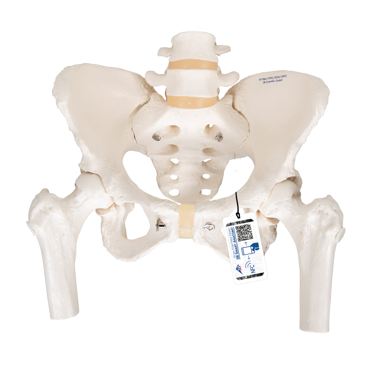 Human Pelvis Skeleton Model, Female with Movable Femur Heads