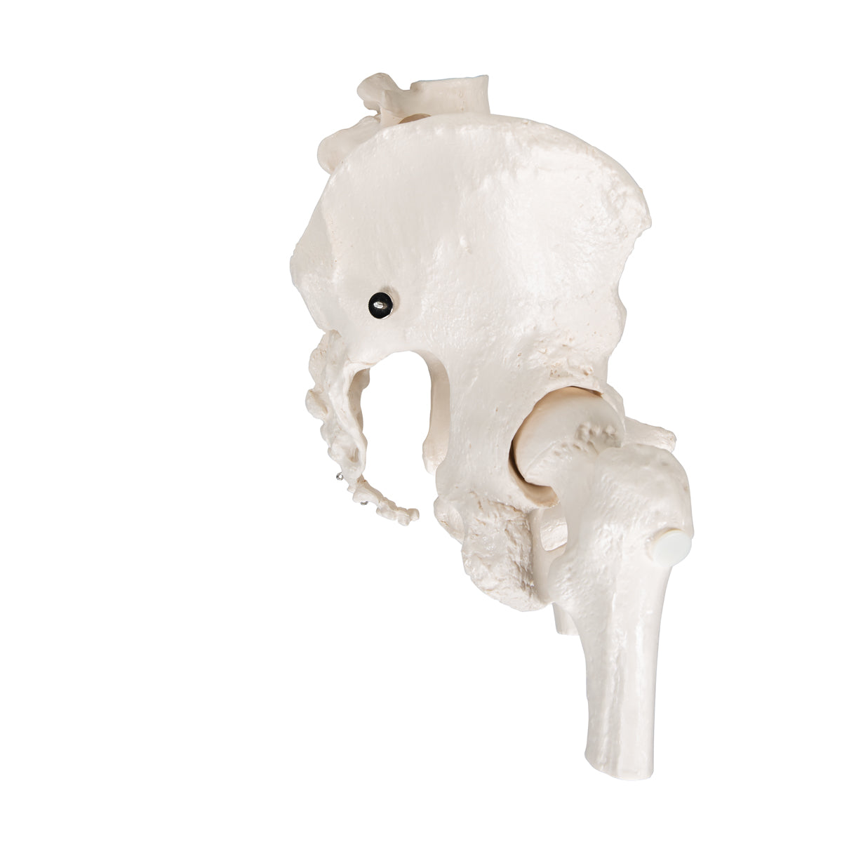 Human Pelvis Skeleton Model, Female with Movable Femur Heads