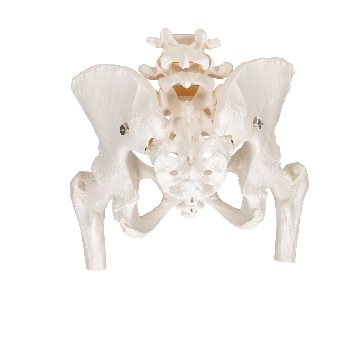 Human Pelvis Skeleton Model, Female with Movable Femur Heads