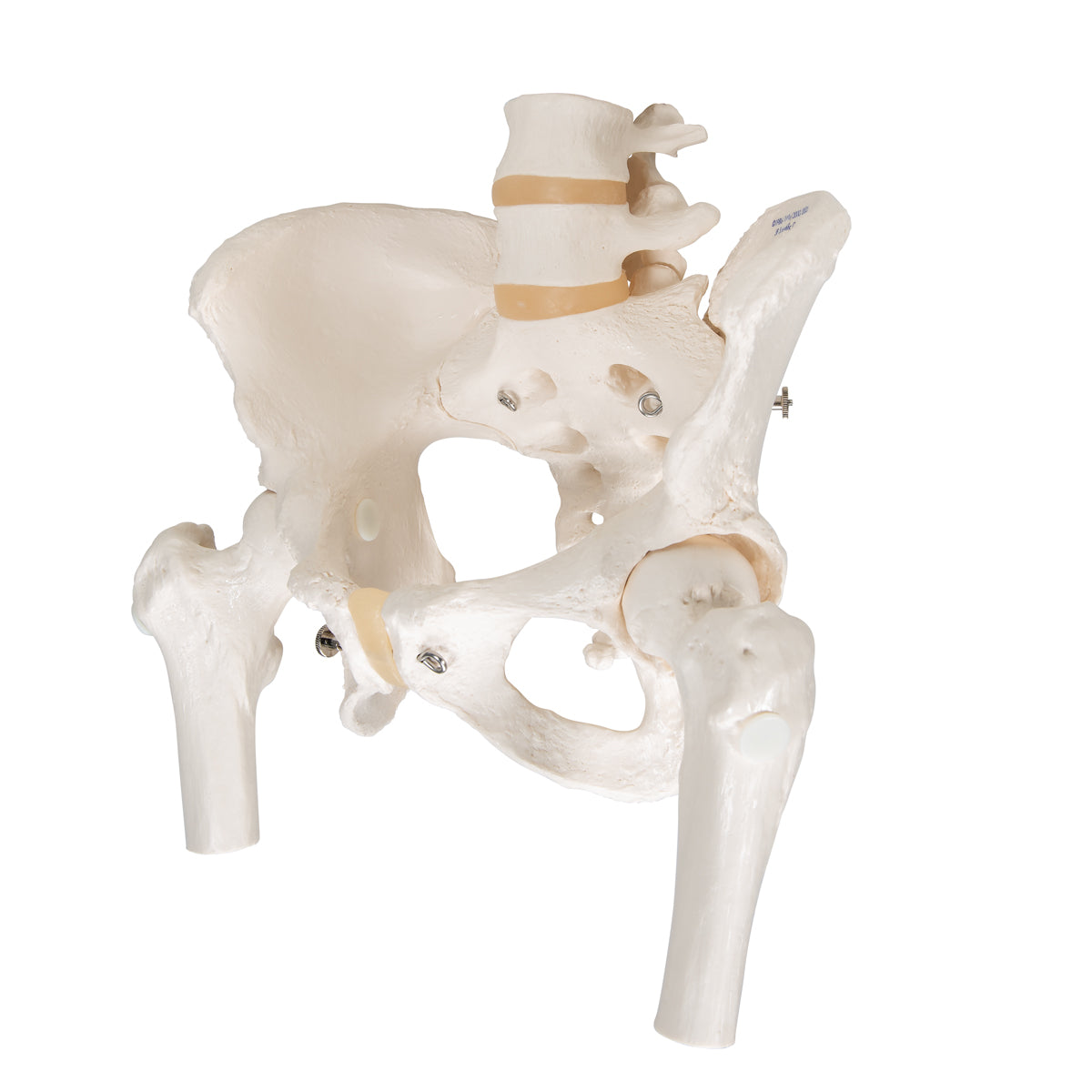 Human Pelvis Skeleton Model, Female with Movable Femur Heads