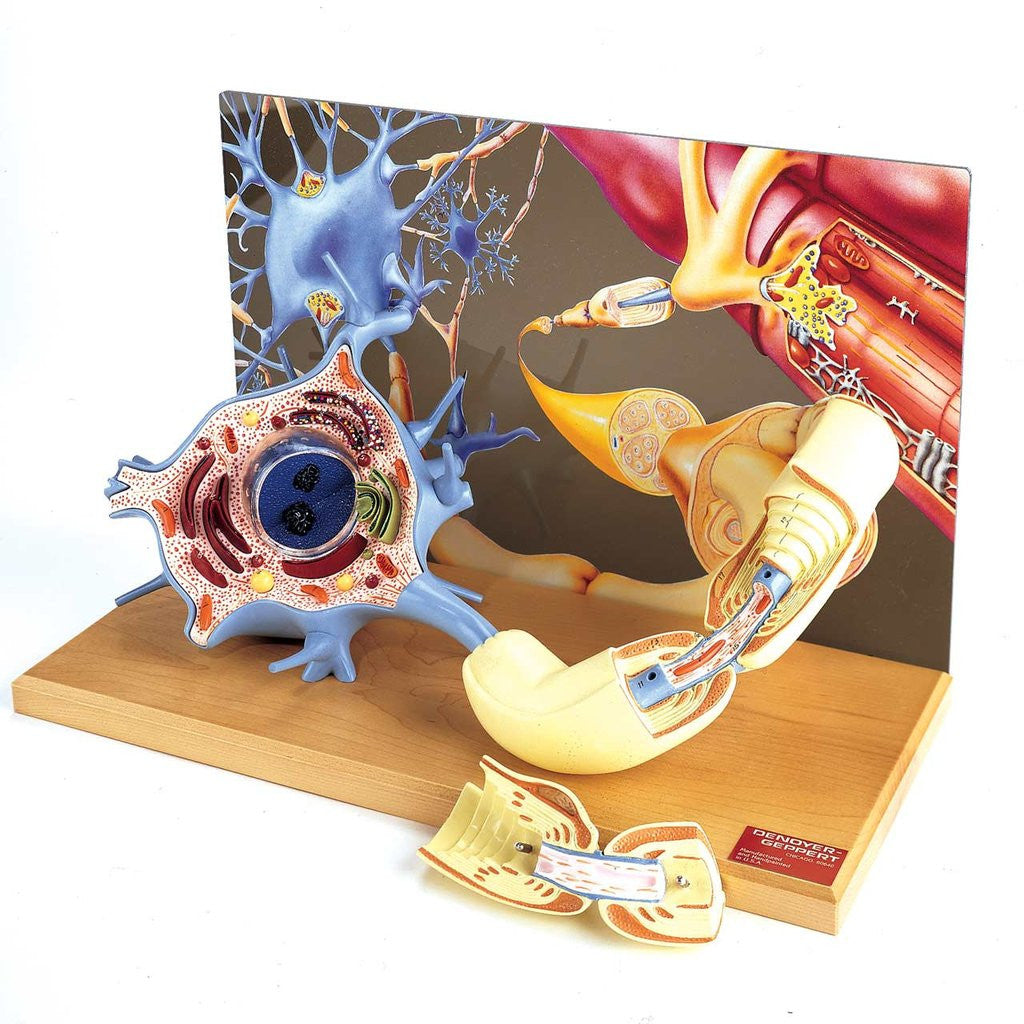 0167-00  Motor Neuron Diorama