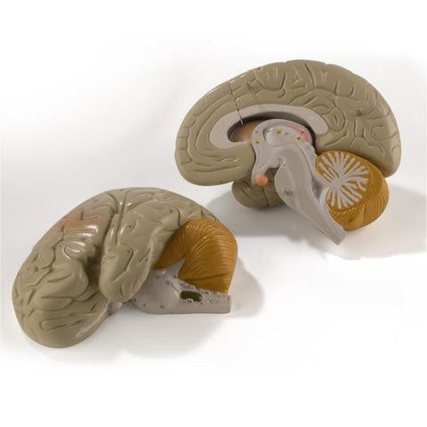 0170-00 Giant Four-Part Brain