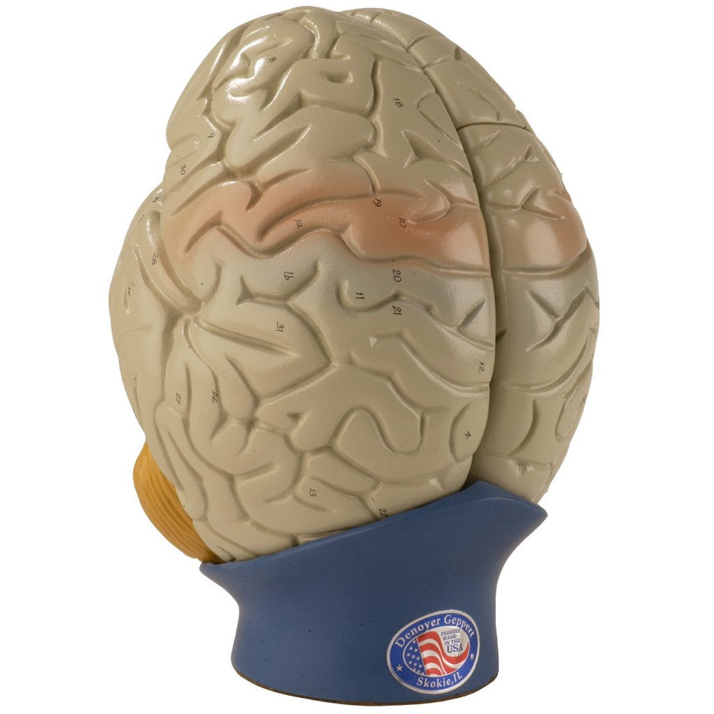 0170-00 Giant Four-Part Brain