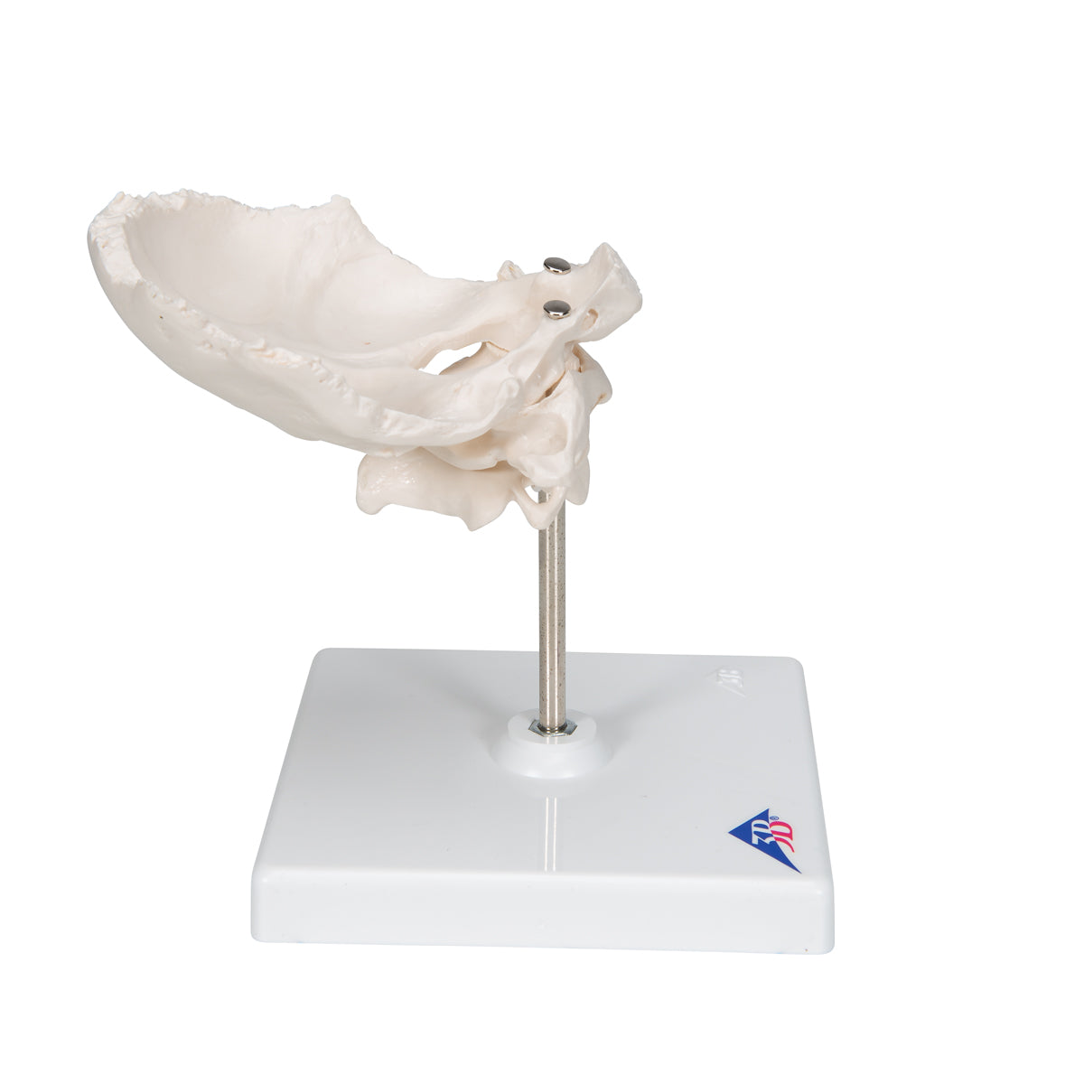 Atlas & Axis Model with Occipital Plate, Wire Mounted, on Removable Stand