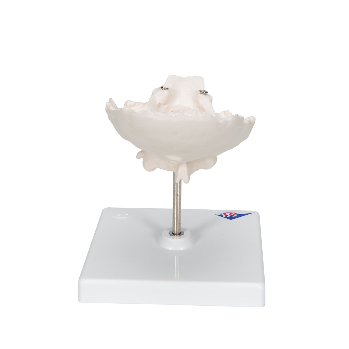 Atlas & Axis Model with Occipital Plate, Wire Mounted, on Removable Stand