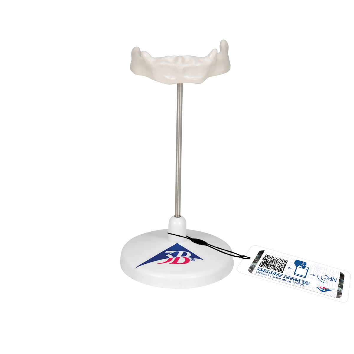 Human Hyoid Bone Model, on Stand