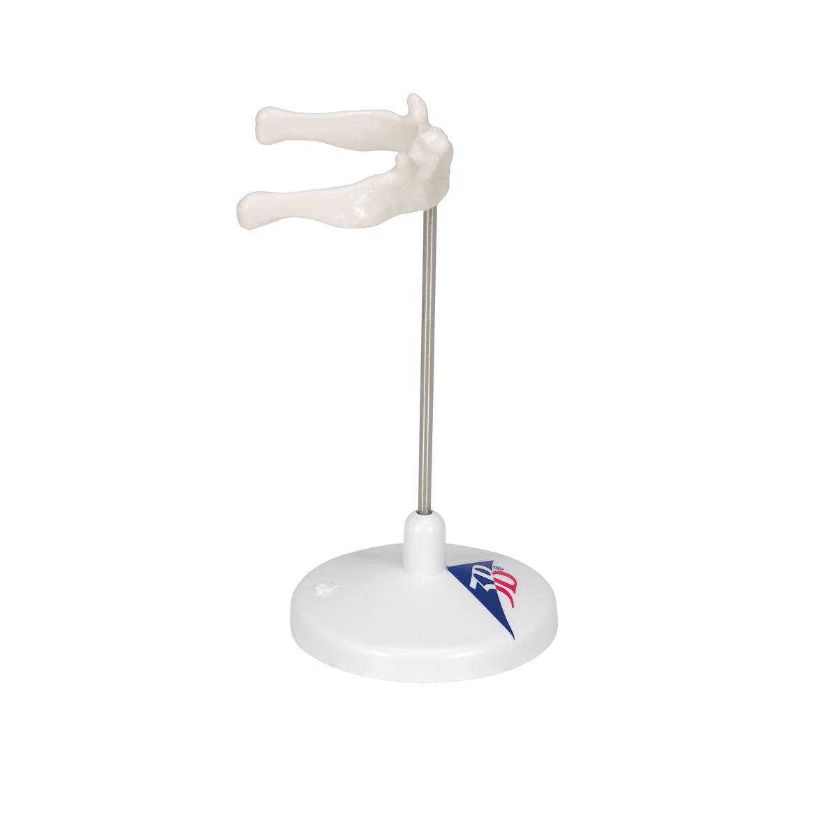 Human Hyoid Bone Model, on Stand