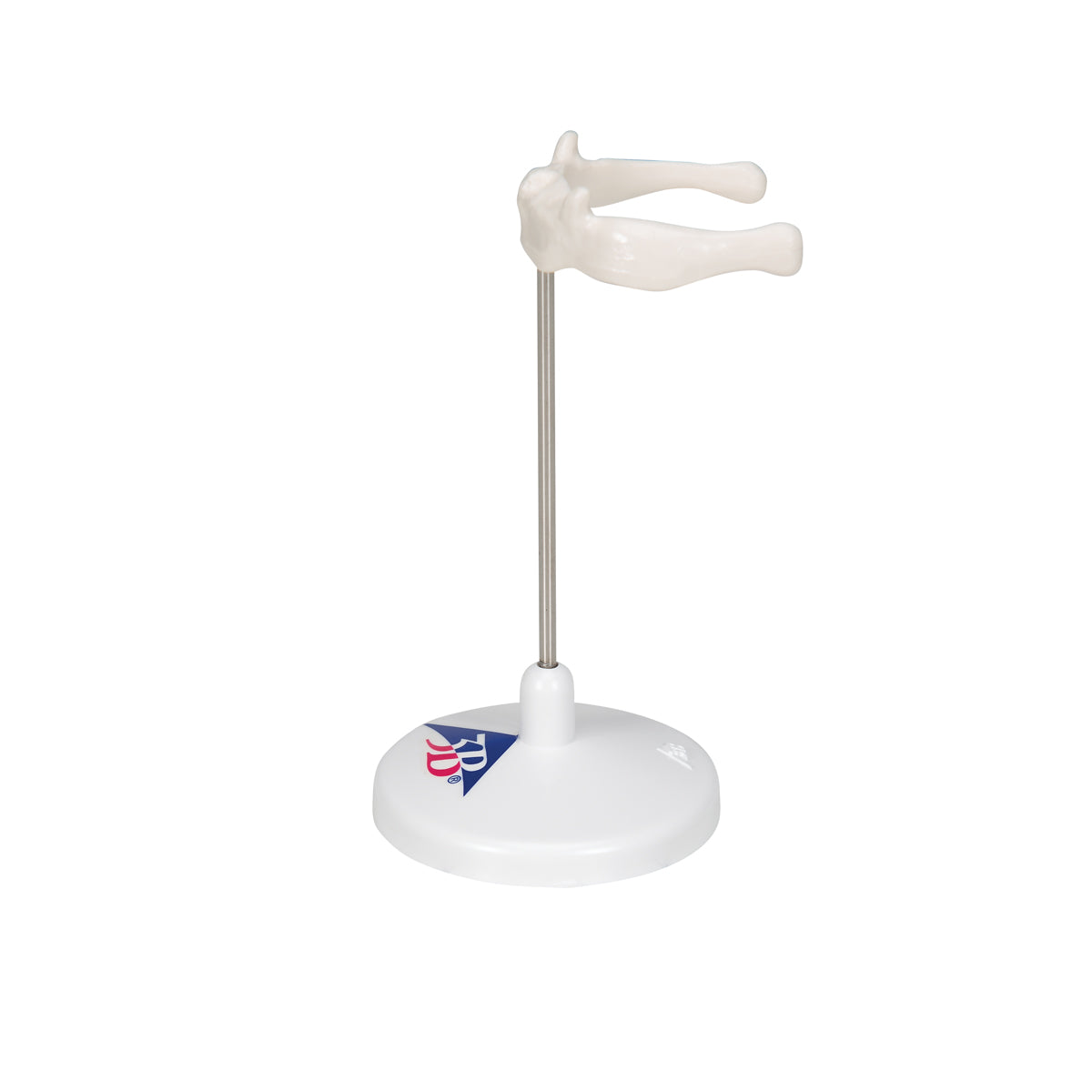 Human Hyoid Bone Model, on Stand