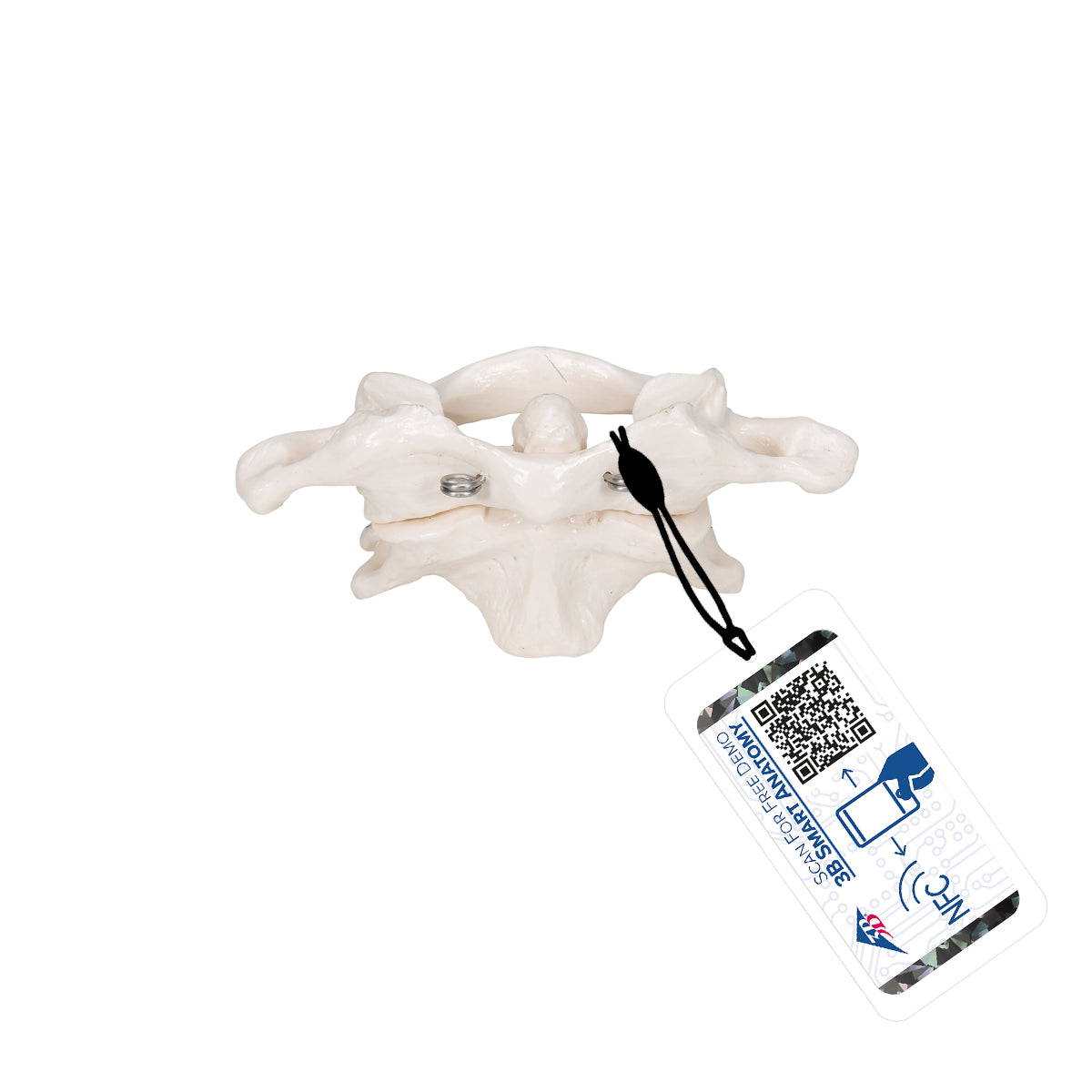 Human Atlas & Axis Model, Wire Mounted