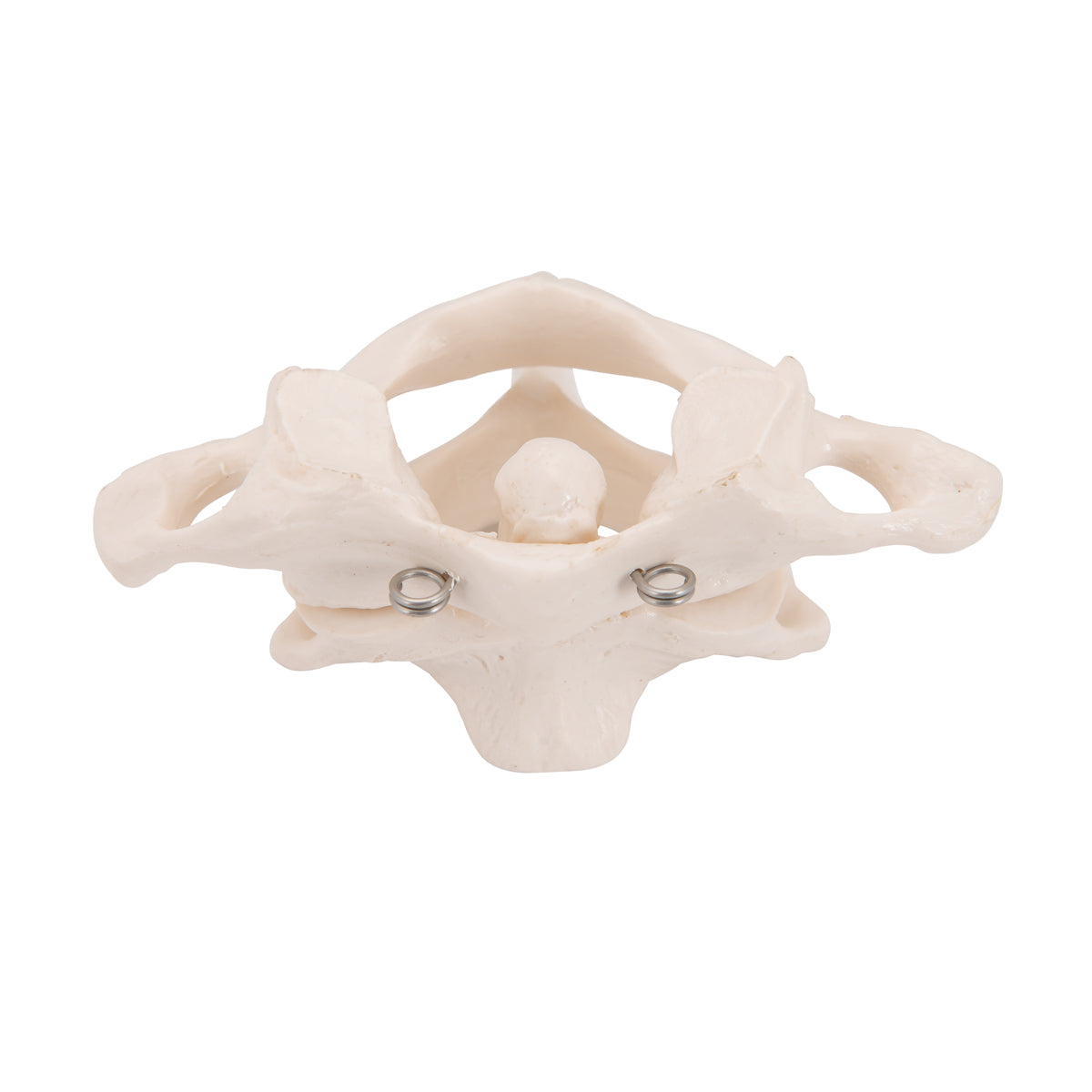 Human Atlas & Axis Model, Wire Mounted