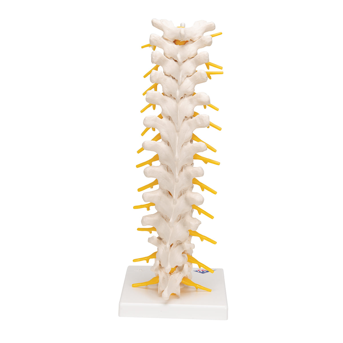 Thoracic Human Spinal Column Model - 3B Scientific A73, view 4