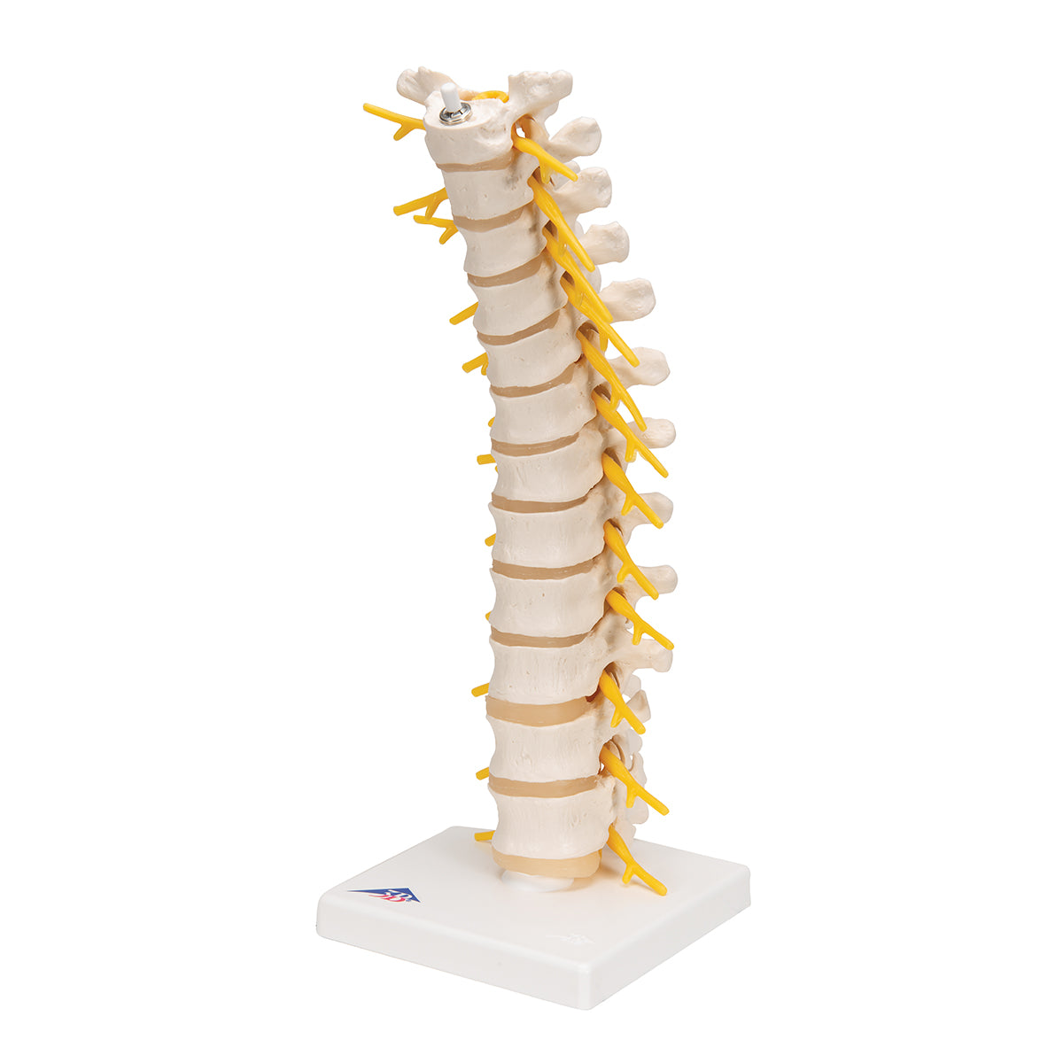 Thoracic Human Spinal Column Model - 3B Scientific A73, view 6