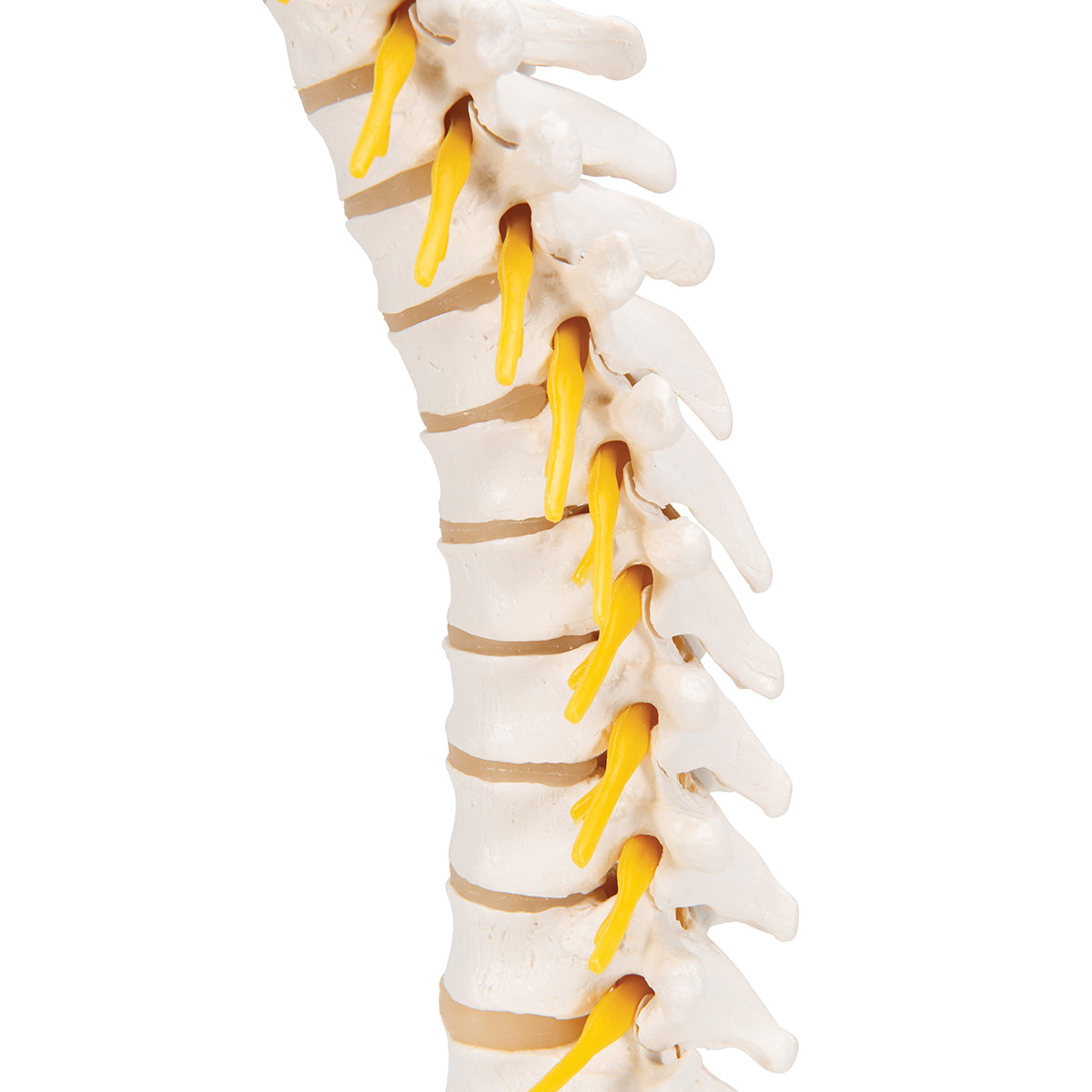 Thoracic Human Spinal Column Model - 3B Scientific A73, view 7