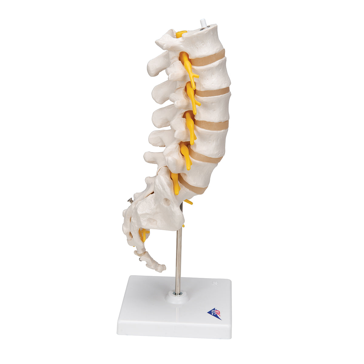 Lumbar Human Spinal Column Model - 3B Scientific A74, view 2
