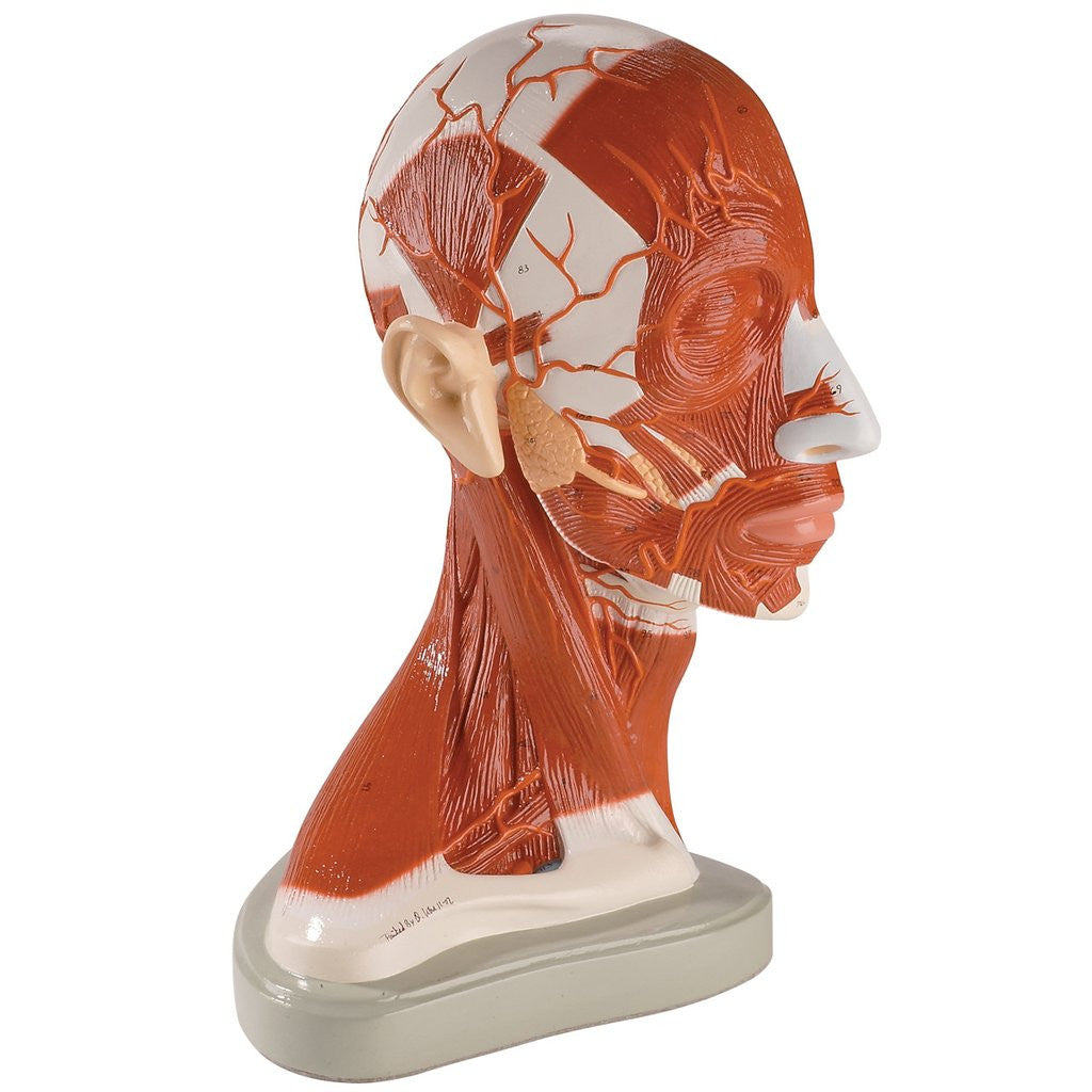 0174-00   Half of Head and Neck Musculature