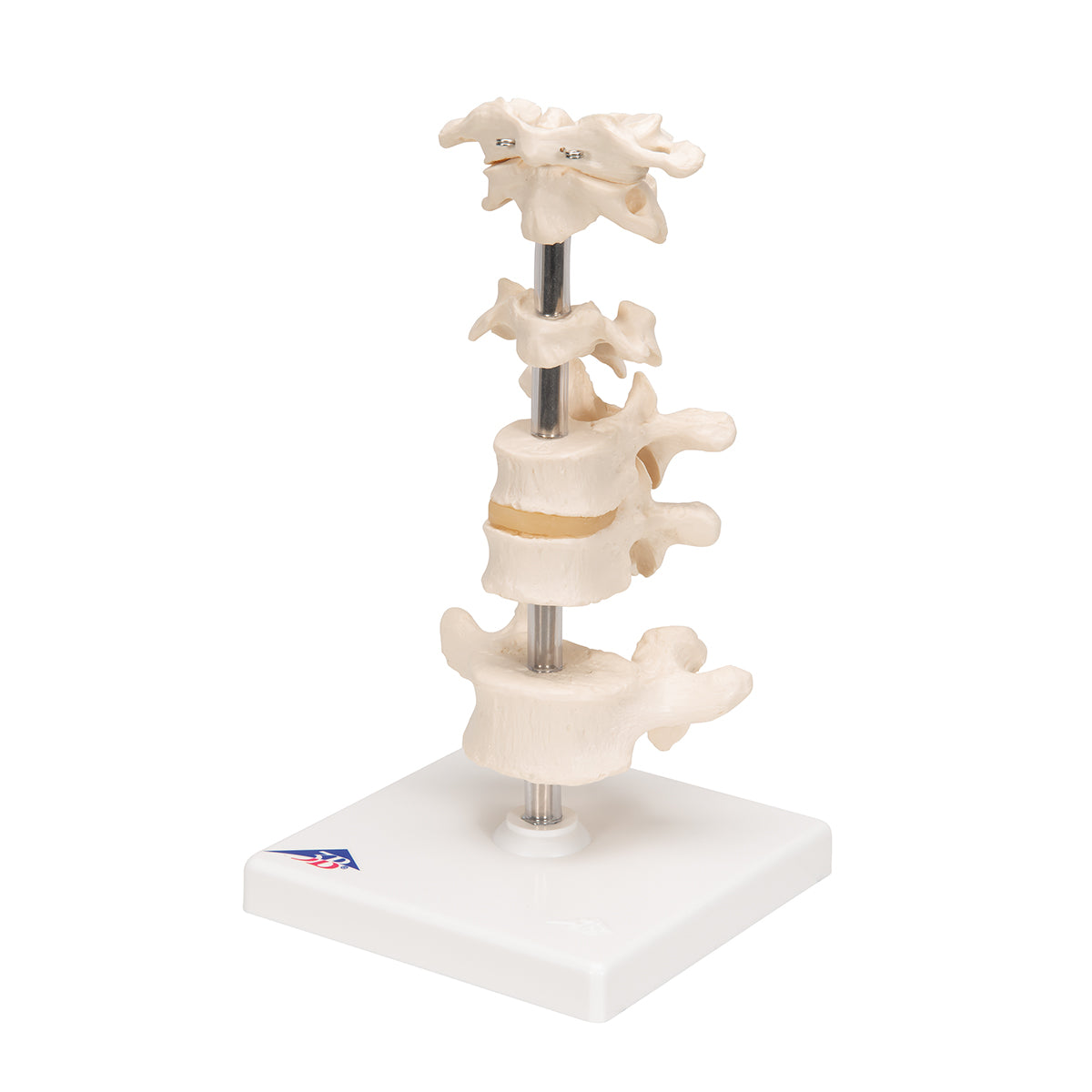 Model of 6 Human Vertebrae, Mounted on Stand (atlas, axis, cervical, 2x thoracic, lumbar) - 3B Scientific A75, view 13