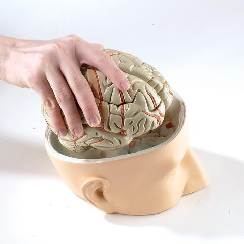 0179-00 Base of Head and Seven-Part Brain