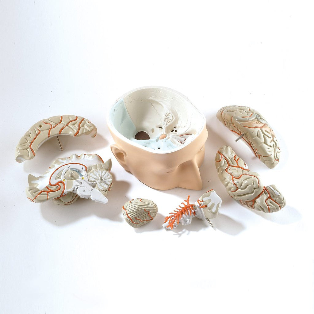 0179-00 Base of Head and Seven-Part Brain