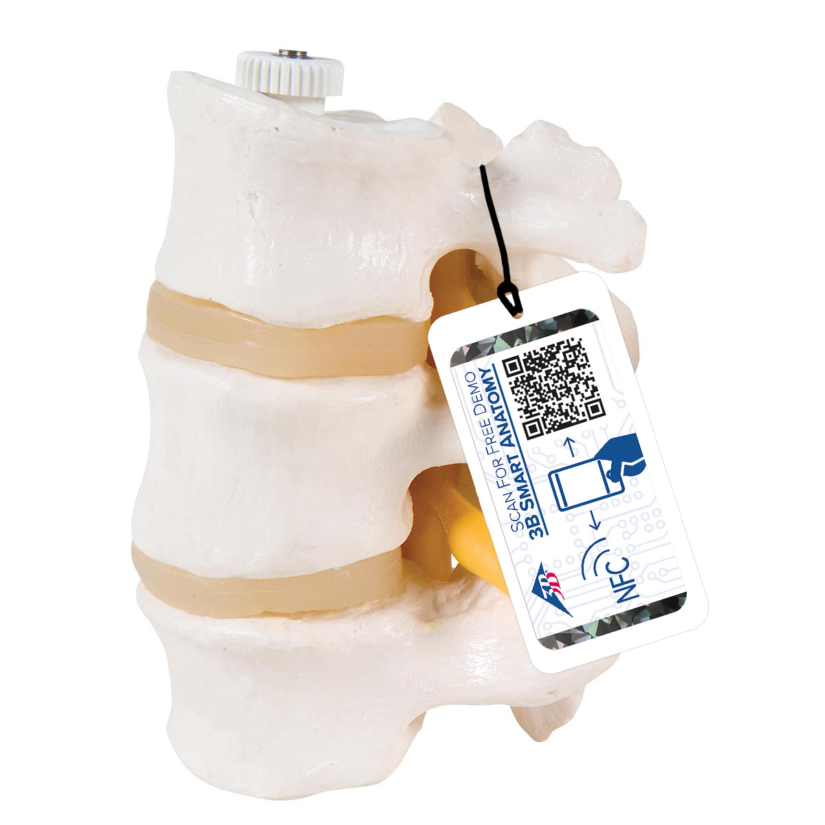 3 Human Lumbar Vertebrae, Flexibly Mounted